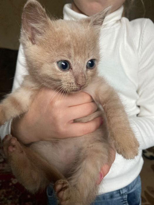 кошеня безкоштовно