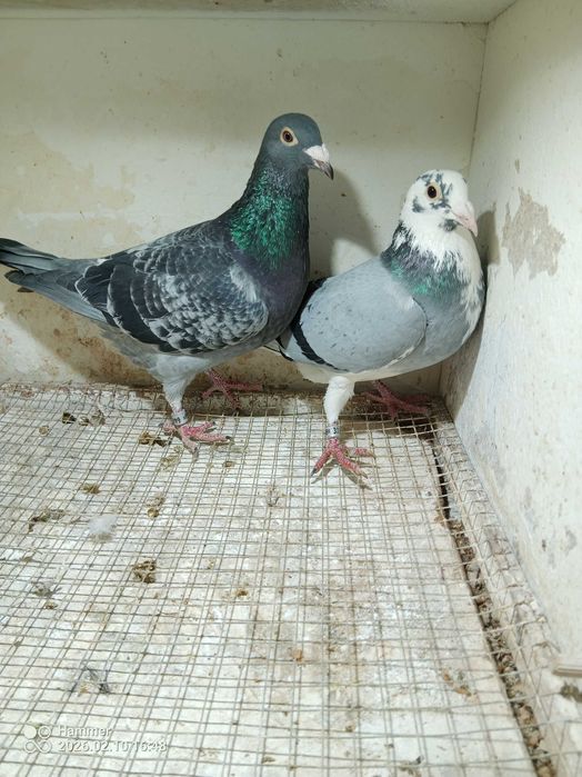 27.Gołębie pocztowe. Samice DV 2025.