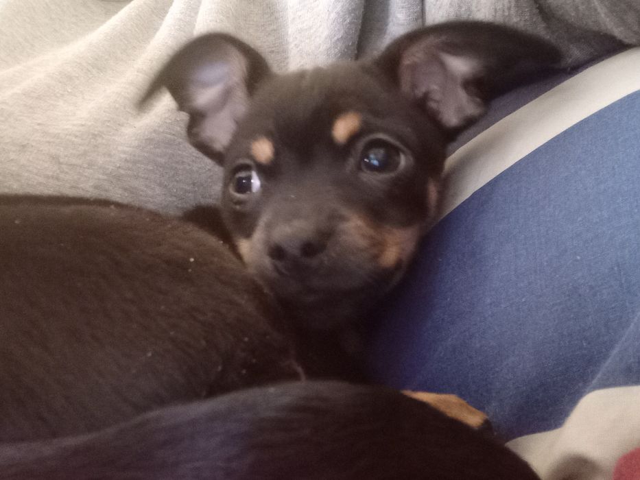 Продажа цуценят той-тер'єра