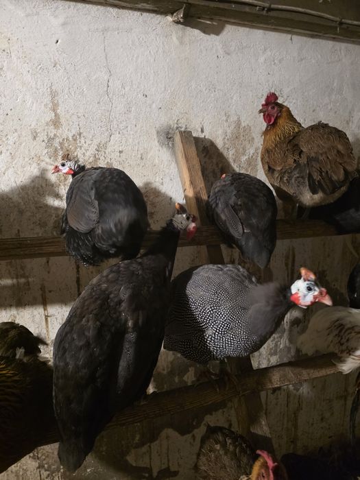 Sprzedam samce perlików