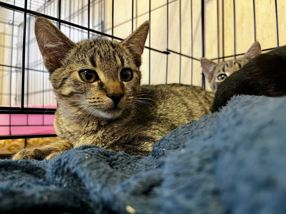 Enid, Wednesday i Pugsley- kocięta do adopcji