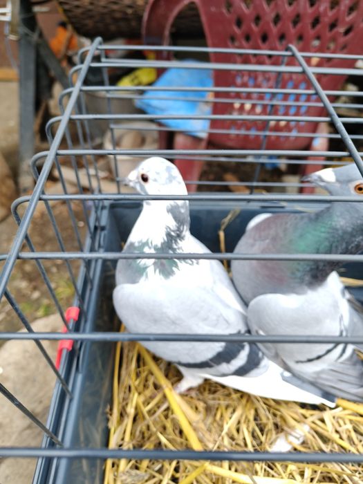 Sprzedam głębię stare