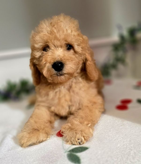 Piesek mini goldendoodle