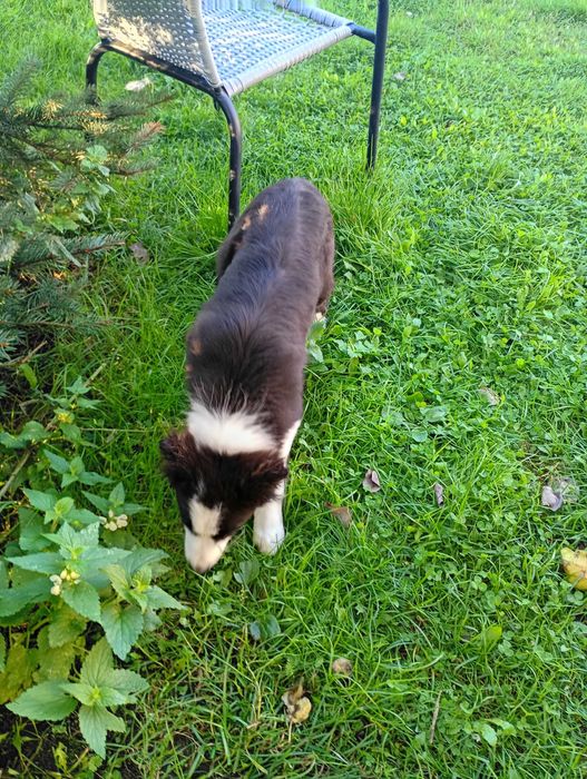 Border Collie śliczna suczka szczeniaczek