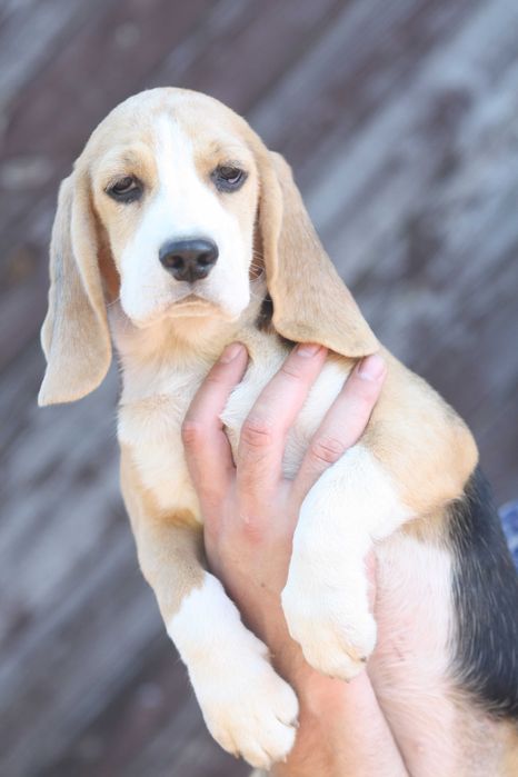 Чудова дівчинка бігля