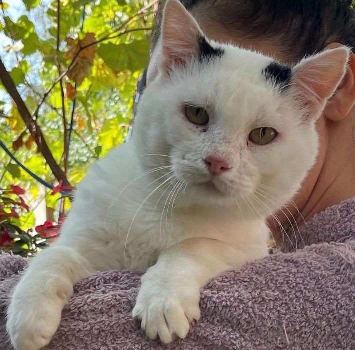 Віддам безкоштовно котика ОДЕСА