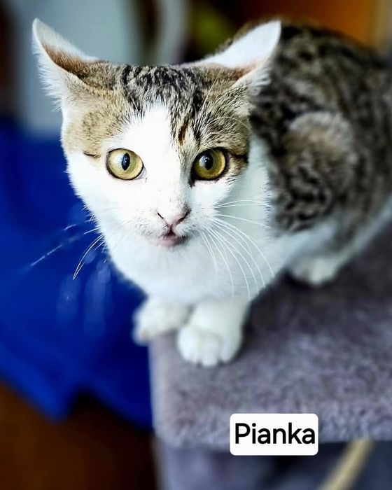 Kocie dzieci ,dziewczynki szukają super domków.