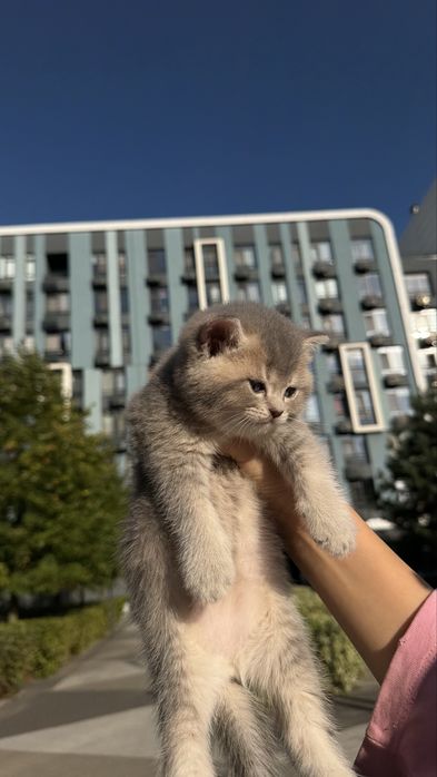 Шотландські кошенята  з документами. Золота шиншила