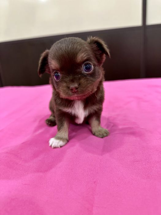 Macho chihuahua mini