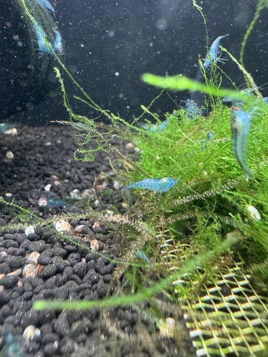 Neocaridina blue OE