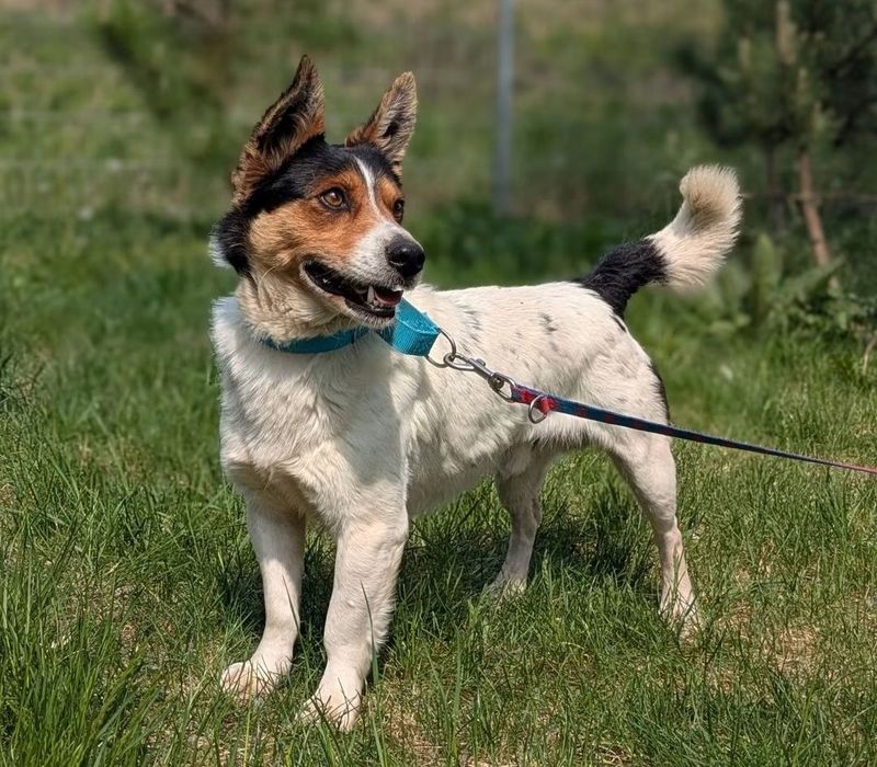 Spokojny i czuły Pułkownik szuka domu! ADOPTUJ