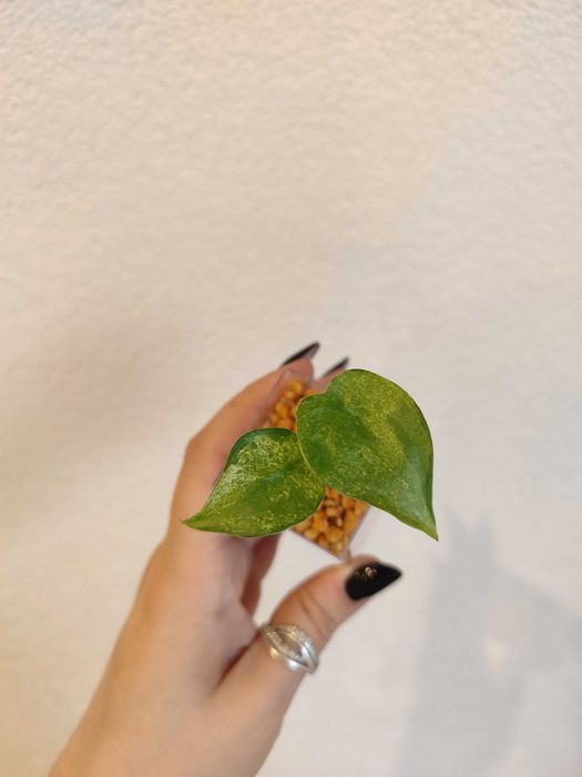 Alokazja Cucullata Mint