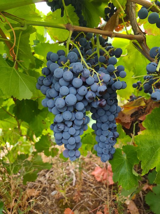 Vendo uvas para vinho