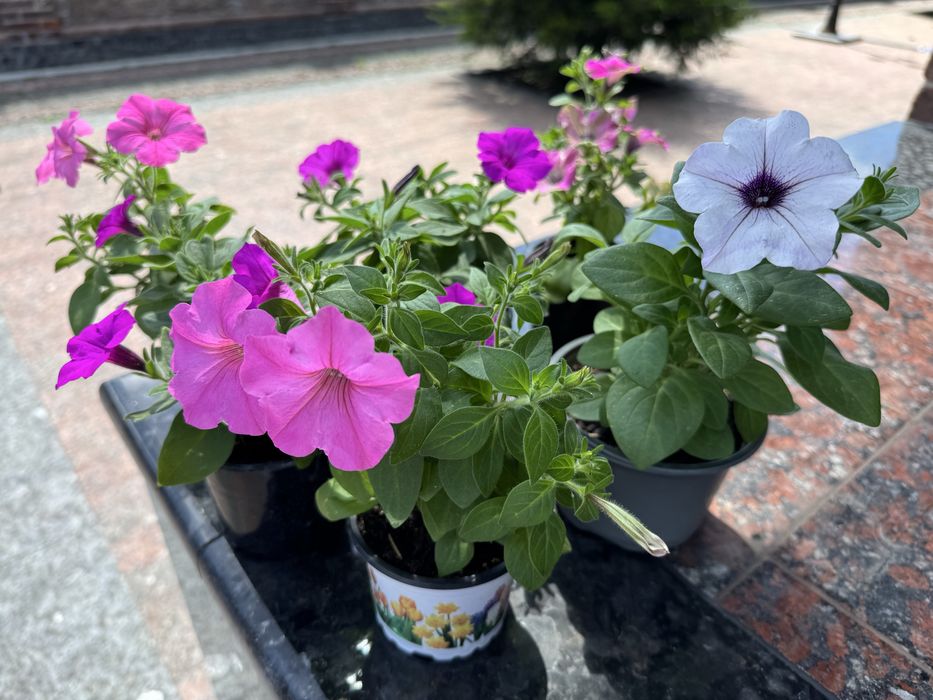 Петунія петуния петунья