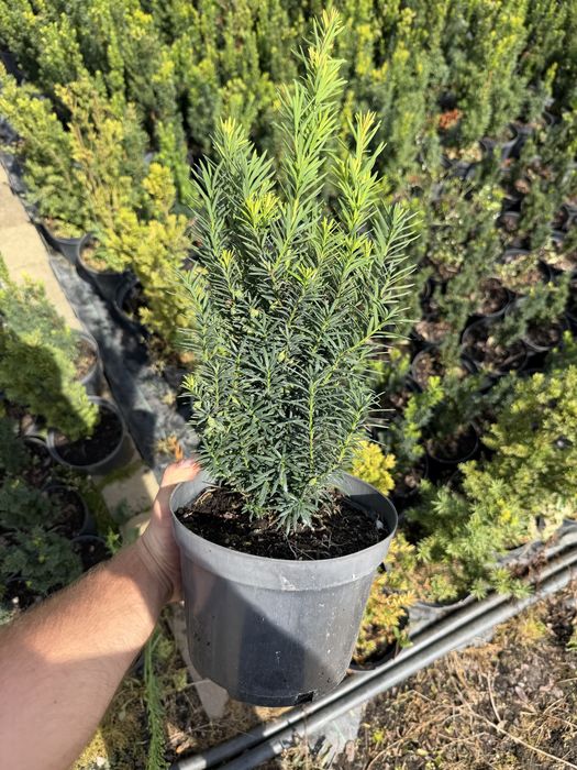 Cis hilli, hicksii