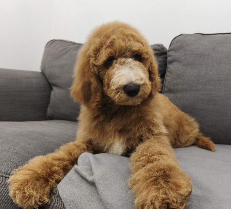 Urocza suczka pudel standart Giant.duży pudel.