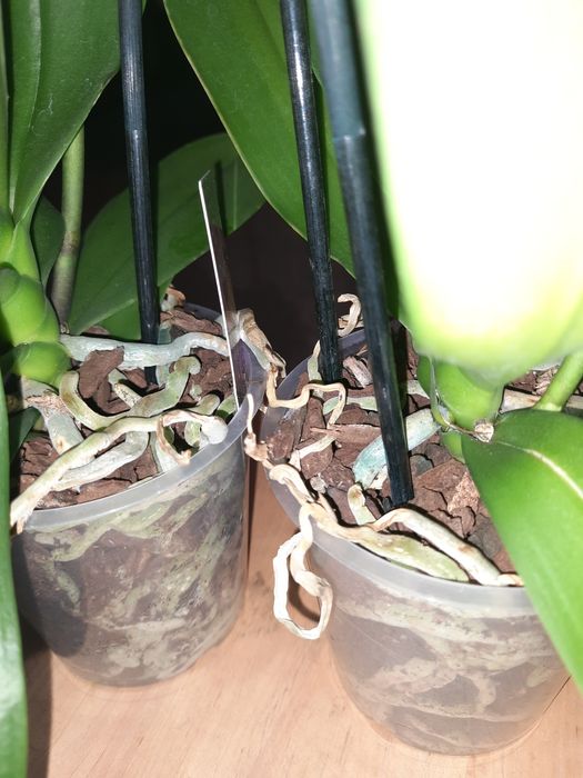 Білі, гарні Орхідеї