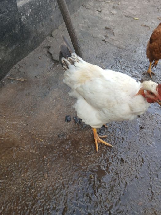 Продам півники,сильно темпераментний