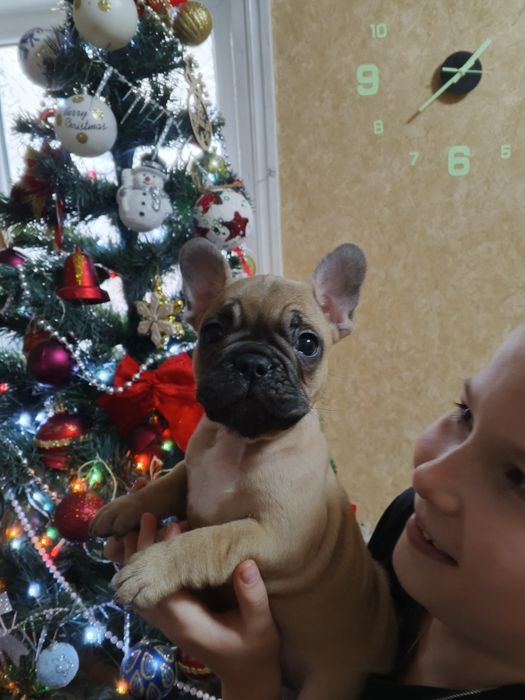 Продам хлопчик француз