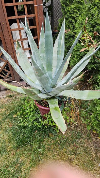 Agawa kaktus duża doniczka z rozsadami- PROMOCJA