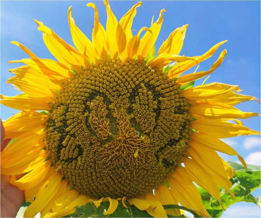 Słonecznik oleisty nasiona słonecznika NSH 8002