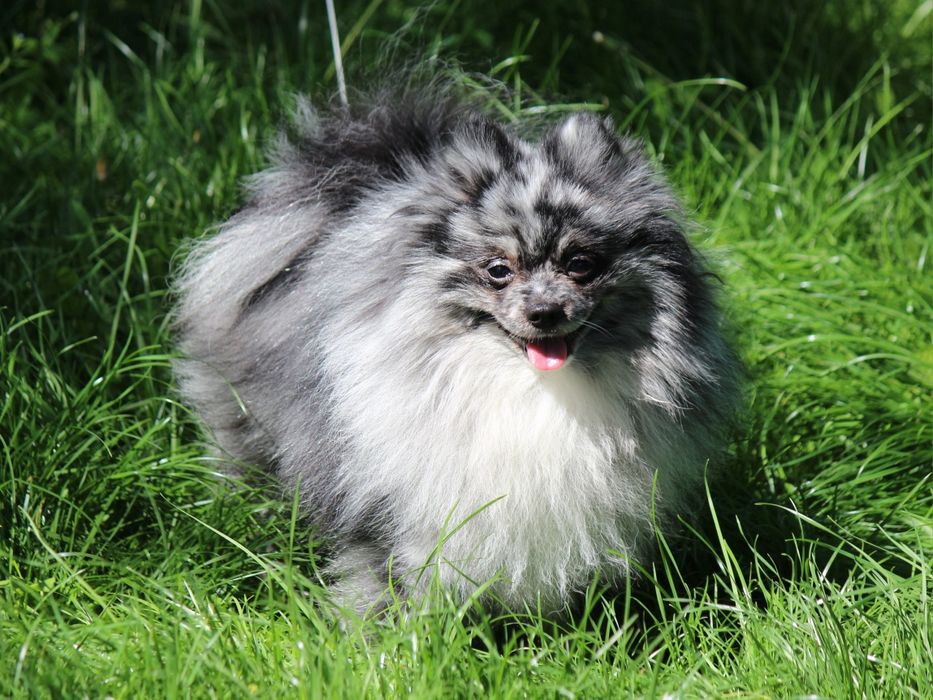 Шпиц редкого окраса. Вязка шпица