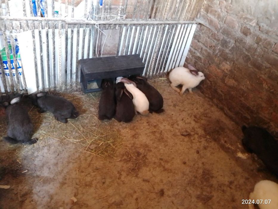 Кролі та кормушки