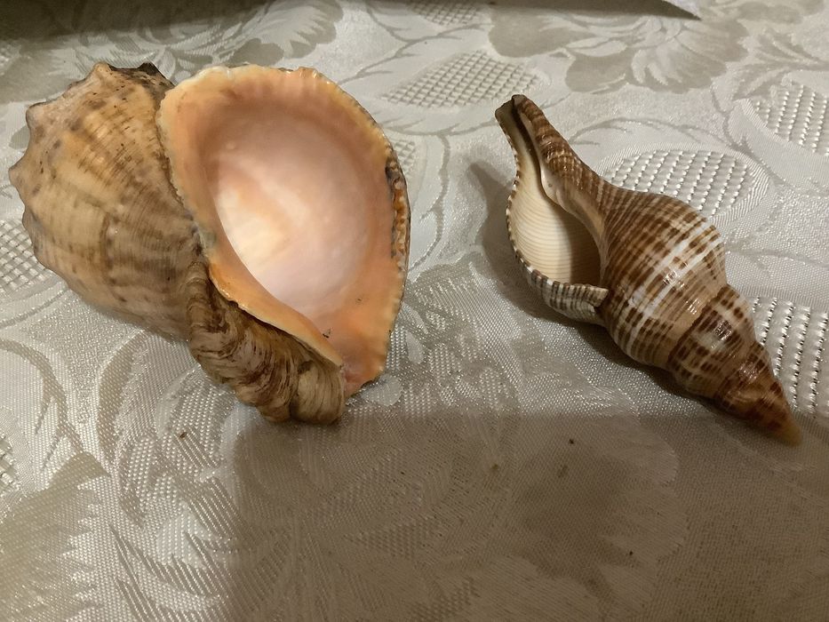 Продам  мушлі Стромбуса та Рапана