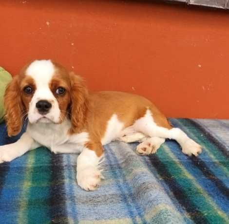 Cavalier King Charles Spaniel - SZCZENIAK piesek