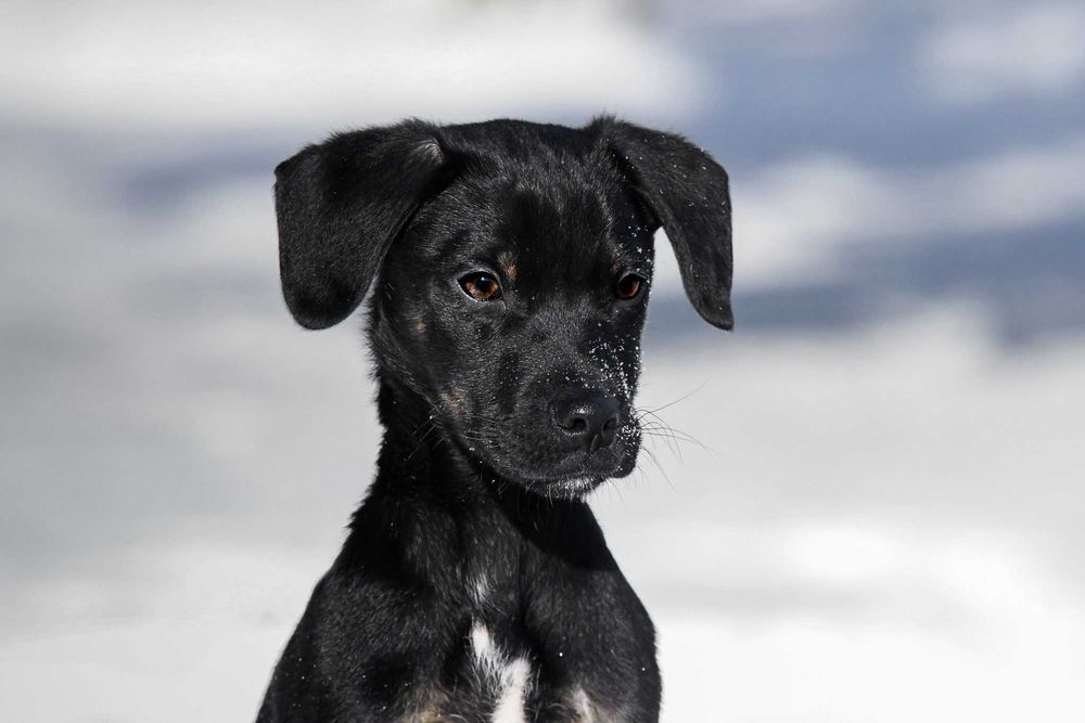 Do adopcji - malutki Jędruś!