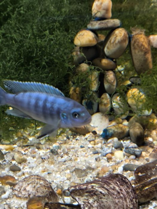 pseudotropheus elongatus mpanga mbuna