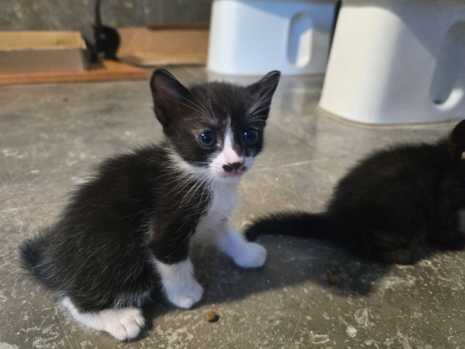 Gatinhos lindos  para adopção.