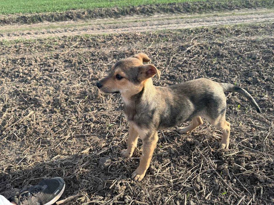 Боніта шукає дім