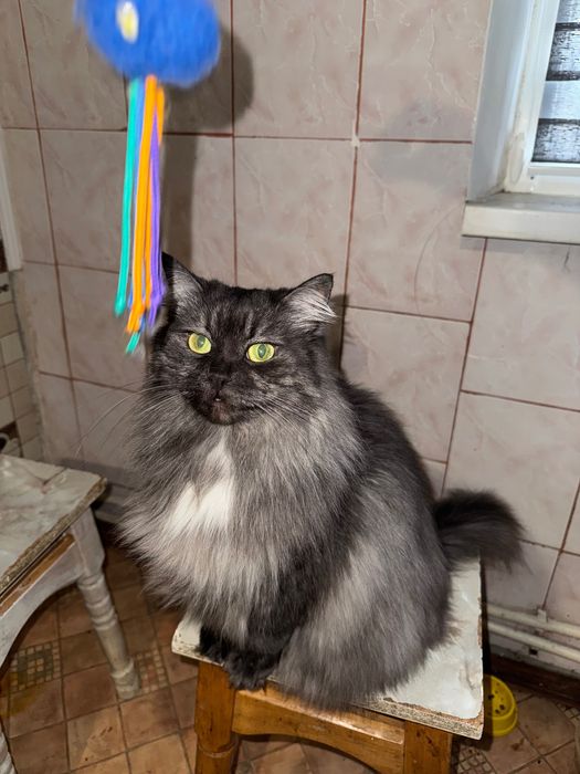 Шукаю добрих господарів для своєї киці