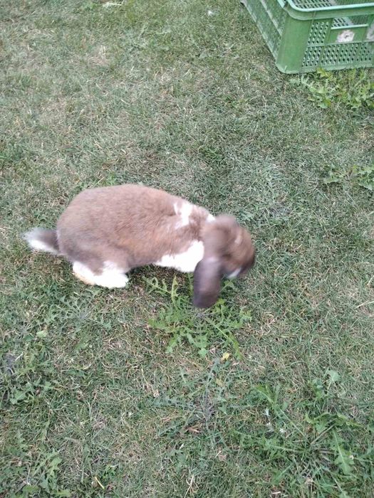 Самець французький баран