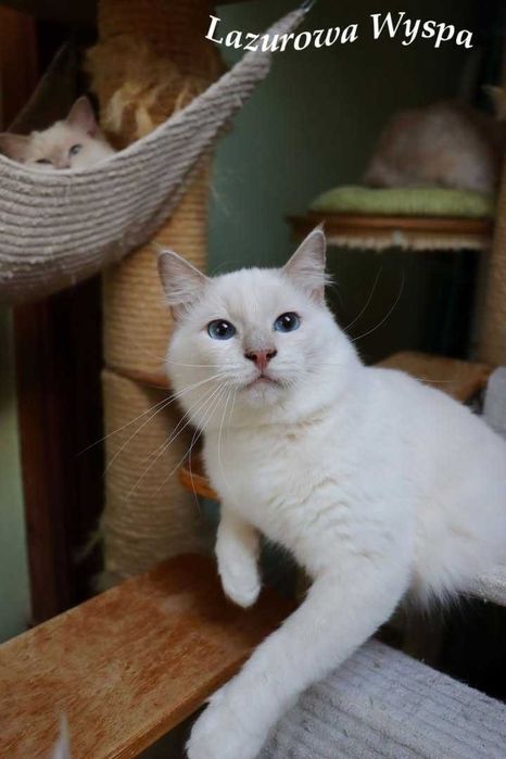 Ragdoll Cherubim. Kochany Korsarz