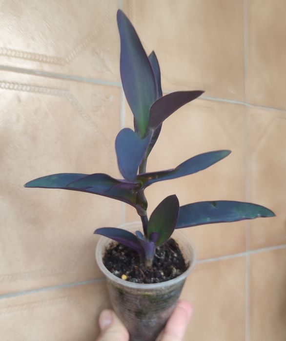 Пеларгонії.Альтернантера.Фікус. Аглаонема. Бегонія