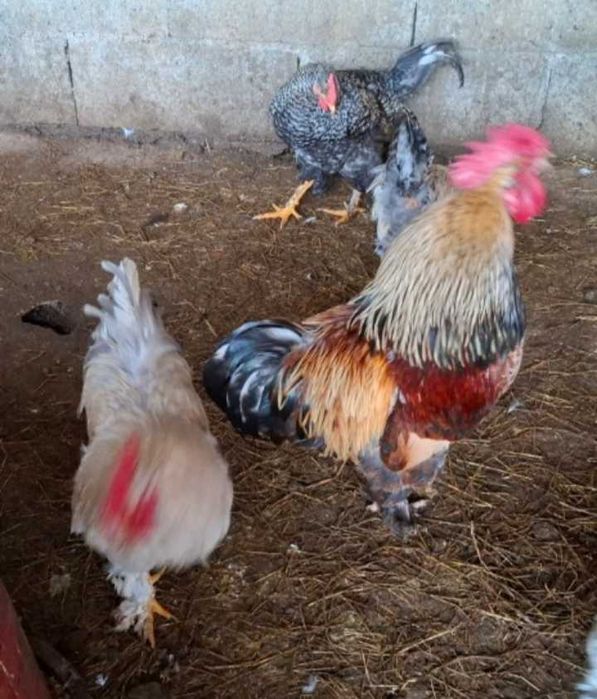 Perus  galinhas gansos garnizas