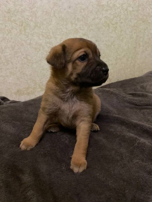 Помість шарпей милі класнючі  їдять все три хлопчики і три дівчинки