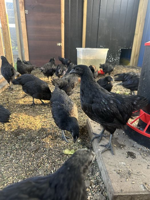 Ayam Cemani Kurki i Parki