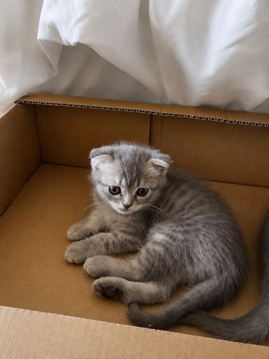 Шотландські кошенята
