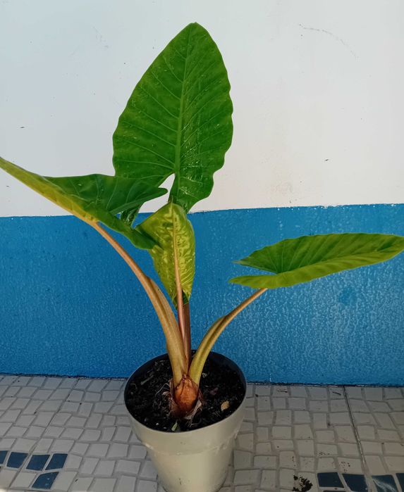 Alocásia orelha de elefante426188490419087363
