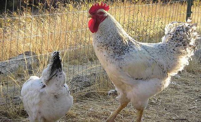 Мастер грей порода кур фото отзывы Мастер грей порода кур фото отзывы