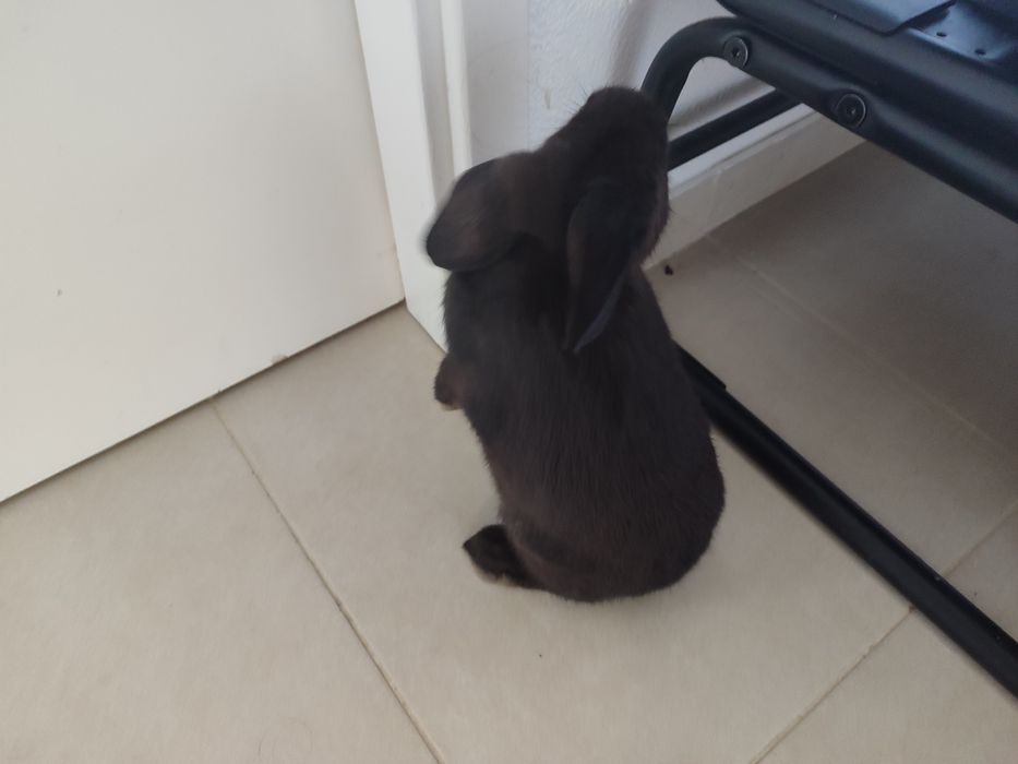 Coelhos mini lop ( coelhos anões  da raça com a orelha caída ) !!! leia a descrição !!!