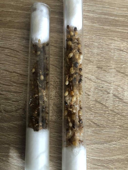 Camponotus Fedtshenkoi Q+200w