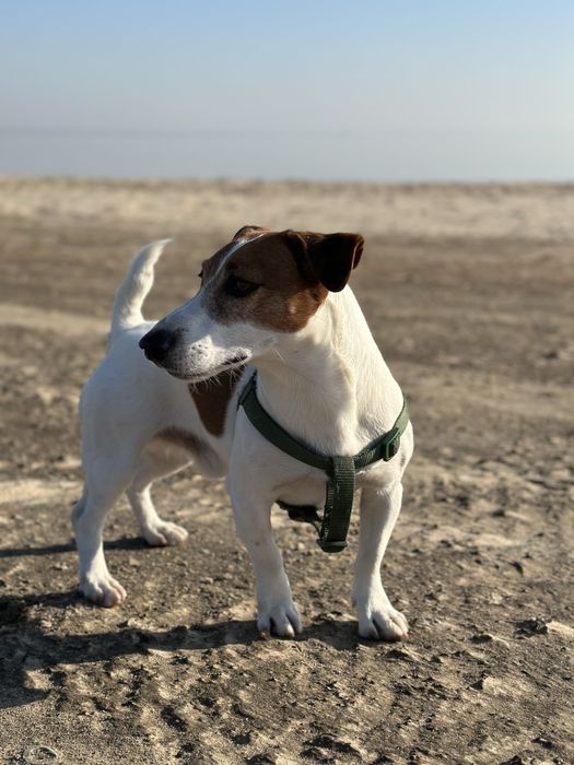 Вязка собаки породы Джек Рассел