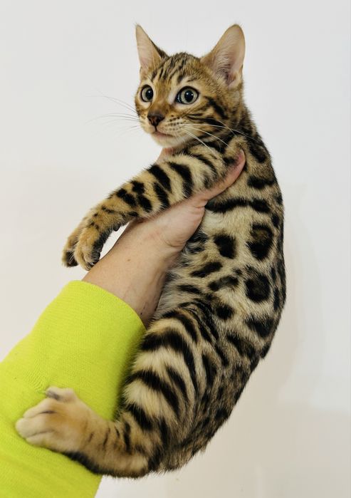 Słodki kocurek bengalski. Legalna hodowla