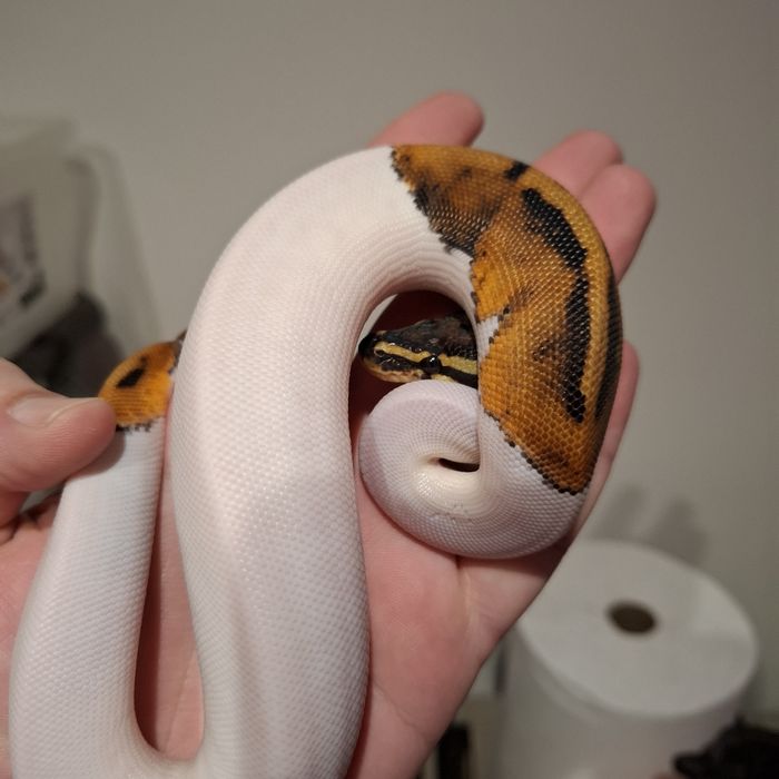 Wąż zbożowy- gotowa na zmianę domu