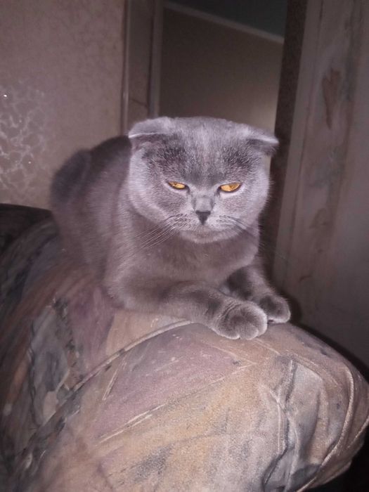 киця заберем викупим