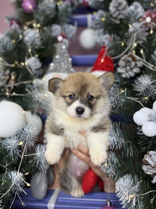 Рудий вельш коргі пемброк